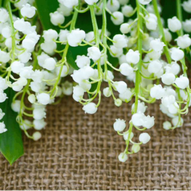 MUGUET 