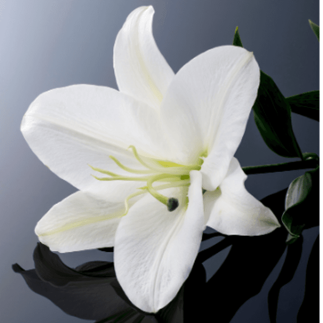 LYS BLANC GALET FONDANT